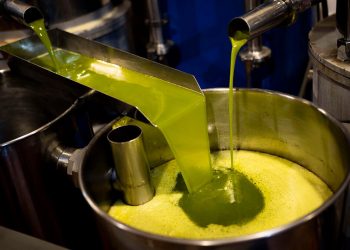 Mila : Plus de 2 millions de litres d’huile d’olive attendus