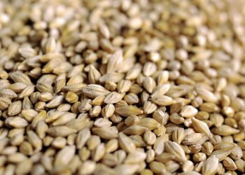 El Hadjar : Lancement de la distribution de l’orge fourragère 