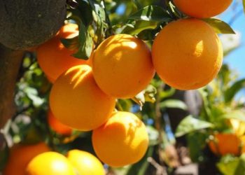 Production des agrumes dans la wilaya  : Prévisions pour d’importants rendements 