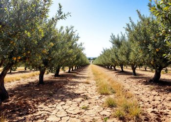 Face à la sécheresse  : Mila investit dans les arbres fruitiers résistants 