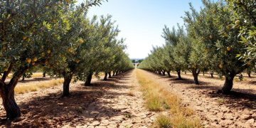 Face à la sécheresse : Mila investit dans les arbres fruitiers résistants