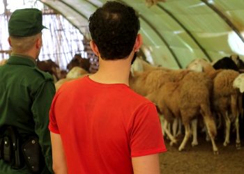 Vol de bétail :  Un réseau criminel démantelé 