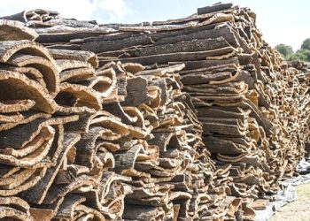 Production de liège : 3.850 q en 2026