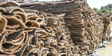 Production de liège : 3.850 q en 2026