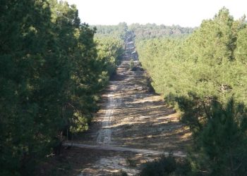 Khenchela : 1.100 ha protégés par des tranchées pare-feu 