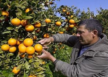 Après les vents récents : Baisse de production fruitière attendue