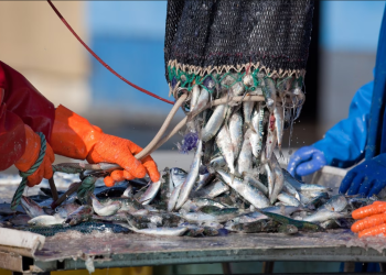 Produits halieutiques à Jijel : Perspectives prometteuses pour  2026 