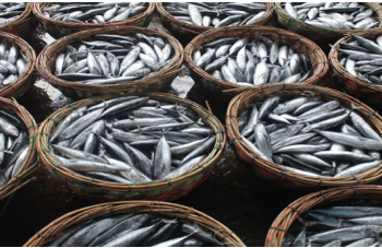 Secteur halieutique : Prêt pour Ramadan