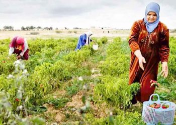 Développement agricole : Soutien renforcé pour la femme rurale 