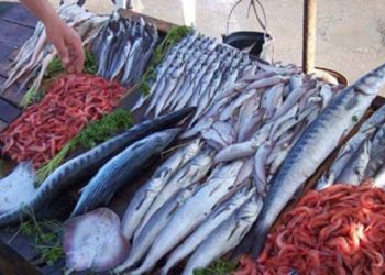Direction de la pêche et de l’aquaculture : Du poisson dans les assiettes des jeûneurs à prix réduit 