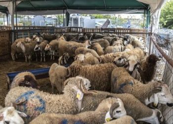 Khenchela : 6 points de vente retenus pour les moutons importés 