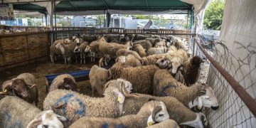 Khenchela : 6 points de vente retenus pour les moutons importés