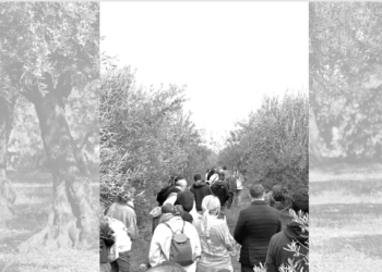 Au cœur des oliveraies : L’oléotourisme prend racine à Sétif