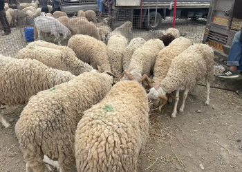 Moutons importés  : Deux sites retenus pour la mise en quarantaine  