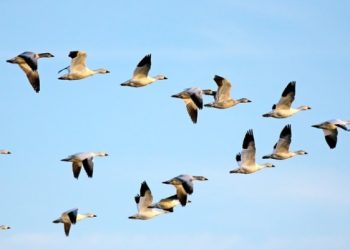 Constantine : Essor spectaculaire de l’avifaune migratoire 