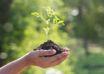 Conservation des forêts d’OUM EL-BOUAGHI  : Le reboisement pour stopper l’avancée du désert 