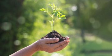 Conservation des forêts d’OUM EL-BOUAGHI  : Le reboisement pour stopper l’avancée du désert 
