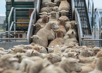 Port d’Annaba : Une cargaison d’ovins importés livrée 