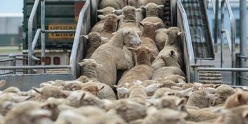 Port d’Annaba : Une cargaison d’ovins importés livrée 