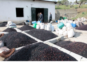 Filière oléicole : Vers une valorisation industrielle des déchets de l’olive  