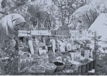 Plantes médicinales et savoirs traditionnels : Une médecine populaire encore bien vivante 