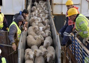 Importation d’ovins : Première livraison attendue au port d’Annaba 