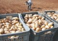 Filière de la pomme de terre à Tébessa : Production record de 1,7 million de q.  