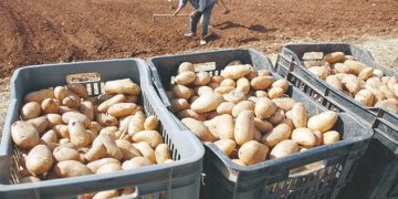 Filière de la pomme de terre à Tébessa : Production record de 1,7 million de q.  