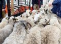 Aïd El-Adha : 5 sites prévus pour la vente des moutons 