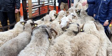 Aïd El-Adha : 5 sites prévus pour la vente des moutons 