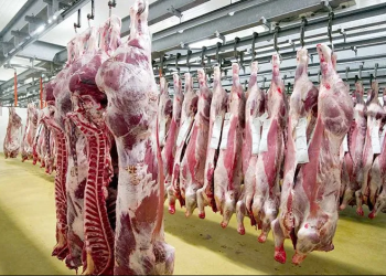 La filière viande rouge sous pression : Ce que recommande la  commission parlementaire  