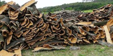 Conservation des forêts d’El-Tarf  : Récolte de plus de 7.500 q de liège 