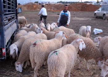 Marché d’El Gantra  :  Baisse relative des prix de moutons  