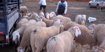 Marché d’El Gantra  :  Baisse relative des prix de moutons  