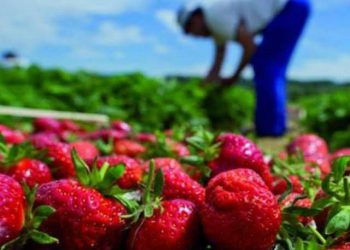Skikda : 100 ha de fraises pour briser la flambée des prix 