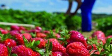 Skikda : 100 ha de fraises pour briser la flambée des prix 