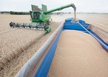 Production céréalière à Constantine : Plus de 2,5 millions q attendus