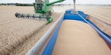Production céréalière à Constantine : Plus de 2,5 millions q attendus