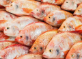 KHENCHELA : 50 q de tilapia rouge commercialisés 