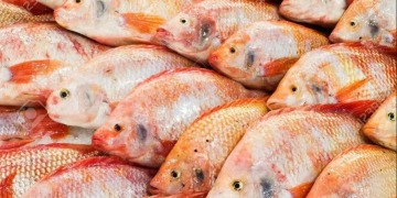 KHENCHELA : 50 q de tilapia rouge commercialisés 