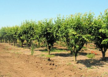 TÉBESSA  : L’arboriculture moderne explose les rendements 