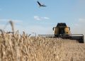 Moisson-battage à JIJEL  : Priorité aux grandes zones cultivées 