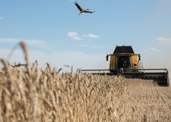 Moisson-battage à JIJEL  : Priorité aux grandes zones cultivées 