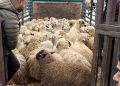 Importation de moutons  : L’Algérie ouvre son marché aux américains  