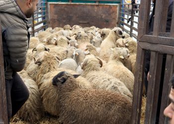 Importation de moutons  : L’Algérie ouvre son marché aux américains  