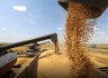 Saison agricole à BATNA  :  97% des objectifs de collecte atteints 