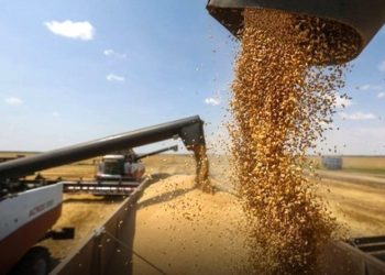 Saison agricole à BATNA  :  97% des objectifs de collecte atteints 