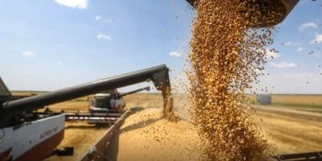 Saison agricole à BATNA  :  97% des objectifs de collecte atteints 
