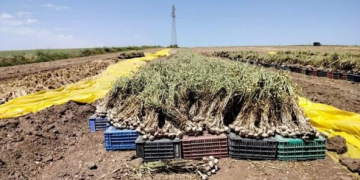 Production de l’ail en Algérie : Mila, pôle national