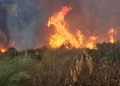 Canicule et feux de forêt : L’Algérie en état de siège face aux flammes